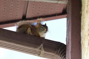 DIY vs. Professional Squirrel Removal: Pros, Cons, and Cost Analysis